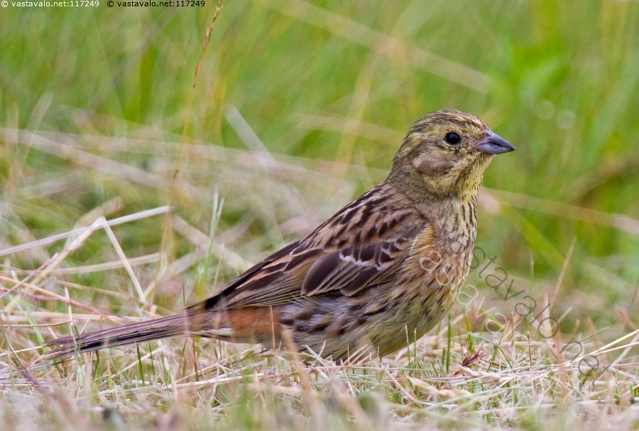 Kuva Keltasirkku Keltasirkku Lintu Emberiza Citrinella Naaras Sirkku kuva-keltasirkku-keltasirkku-lintu-emberiza-citrinella-naaras-sirkku