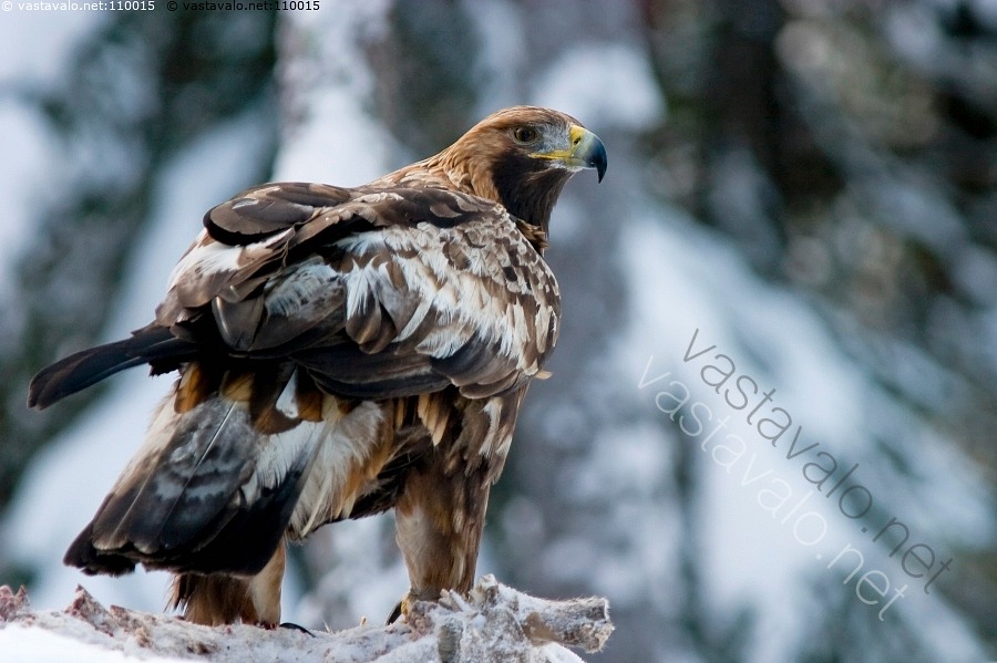 kuva-maakotka-aquila-chrysaetos-esiaikuinen-kotka-kotkalaji