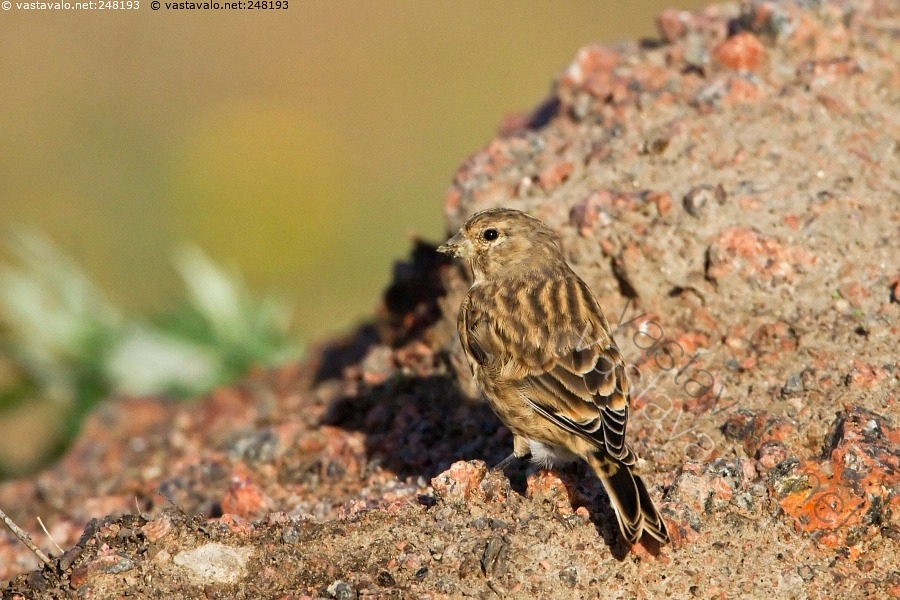 Kuva: Hemppo - naaraspuku - hemppo lintu Carduelis cannabina syksy ...