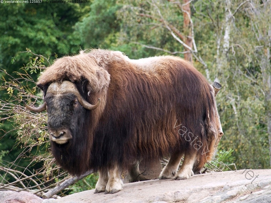 Kuvahaun tulos haulle myskihärkä