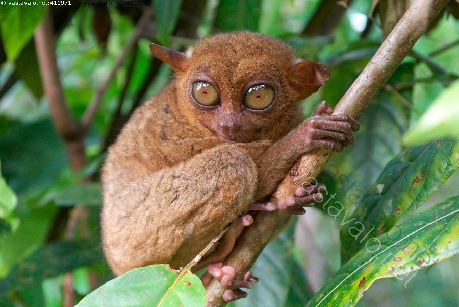 Kuva: Kummituseläin - filippiinienkummituseläin Kaakkois-Aasia ...