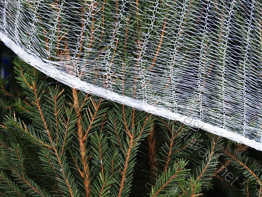 valtava kukko verkko sivuilla