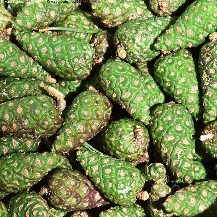 Kuva: Männyn käpyjä - mänty Pinus sylvestris havupuu männyn käpy kävyt ...