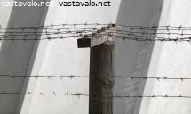 piikkilankaaita