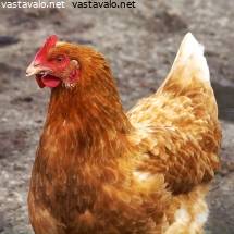 Iso musta kukko lypsyn Anal Sex Ruotsissa