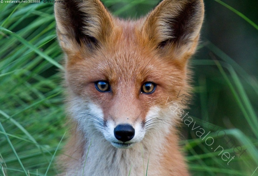 Kuva Kettu Kettu Punakettu Puna Vulpes Canidae Carnivora Koirael in kuva-kettu-kettu-punakettu-puna-vulpes-canidae-carnivora-koirael-in