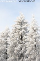 talvipukuiset-lehtikuuset