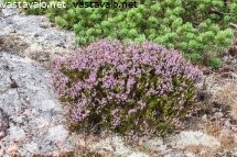 kasveja-kallionkolossa