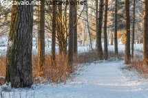 matalalta-paistavan-auringonvaloa