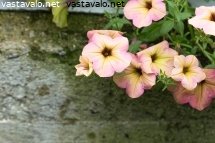 petunia-kasvihuoneessa
