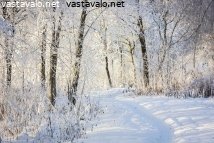 talvinen-rantametsikko