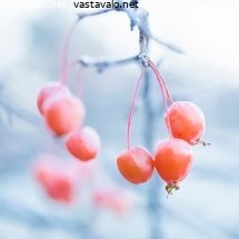 talviset-marjaomenapuun-oksat