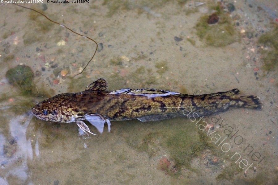 Amature musta tyttöjen vitun