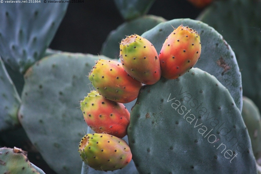 kuva-viisi-mehikasvi-kaktus-opuntia-viikunaopuntia-luonnonvarainen