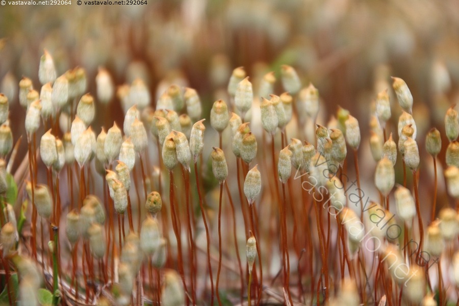 kuva-iti-pes-kkeet-karhunsammal-polytrichum-sammal-lehtisammal