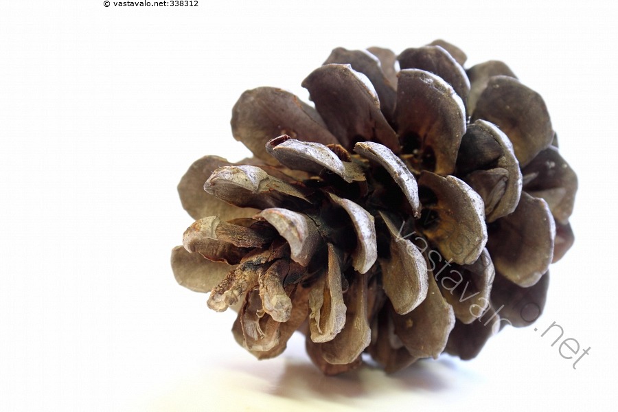 Kuva: Käpy - männynkäpy männyn emikukinto käpy kuivunut vanha kuiva ...