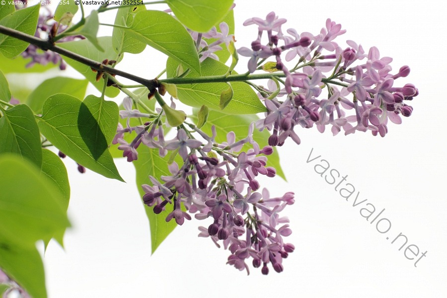 Kuva: Kukkaoksa - kukkiva syreeni sireeni Syringa vulgaris kukkaoksa ...