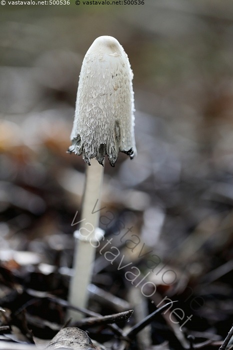 kuva-mustesieni-suomumustesieni-coprinus-comatus-mustesieni-sy-t-v