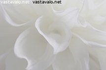 valkoinen-uni
