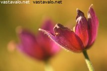 vari-ja-valo
