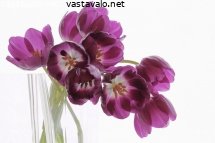 violetit-tulppaanit
