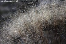 vahan-ennen-ensilunta