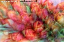tulppaaniajatuksia