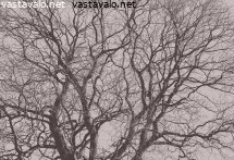 vanhan-vaahteran-luona