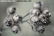 seittitakiaisen-kuivuneet-piikkipallerot