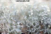 suku puoli vanha mies teini-ikäinen tyttö