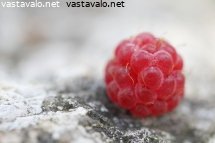 kesan-viimeinen