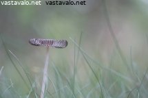 syyskuinen-mustesieni