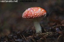 valopilkku-metsan-pimennossa