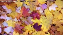 pudonneita-vaahteranlehtia