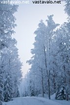 talvinen-tie