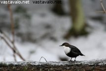 koskikara-rungolla