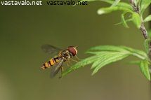lehdella