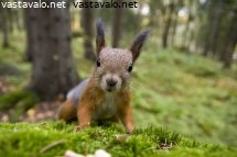 orava