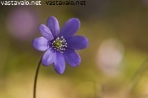 sinivuokko