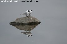 kivella