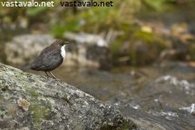 vatikurun-koskikara