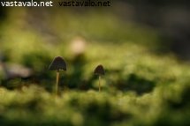 pienet-sienet