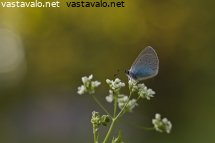 virnasinisiipi
