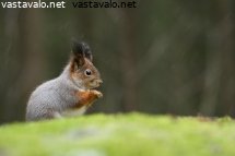 orava-lumisateessa