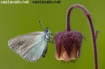 virnasinisiipi-3