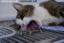 kissa-hammaslaakarissa-2