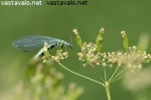 harsokorento