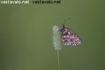 niittyhopeatapla