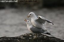 kevaan-huumaa