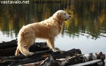 juhannuskokolla